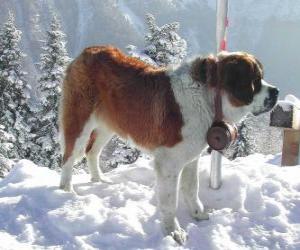 yapboz St Bernard, boynuna brendi namlulu bir kurtarma köpeği